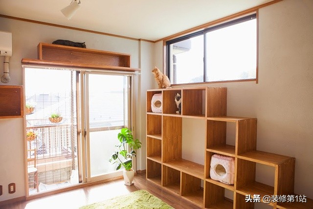 养猫拆家完整视频,拆家猫的日常