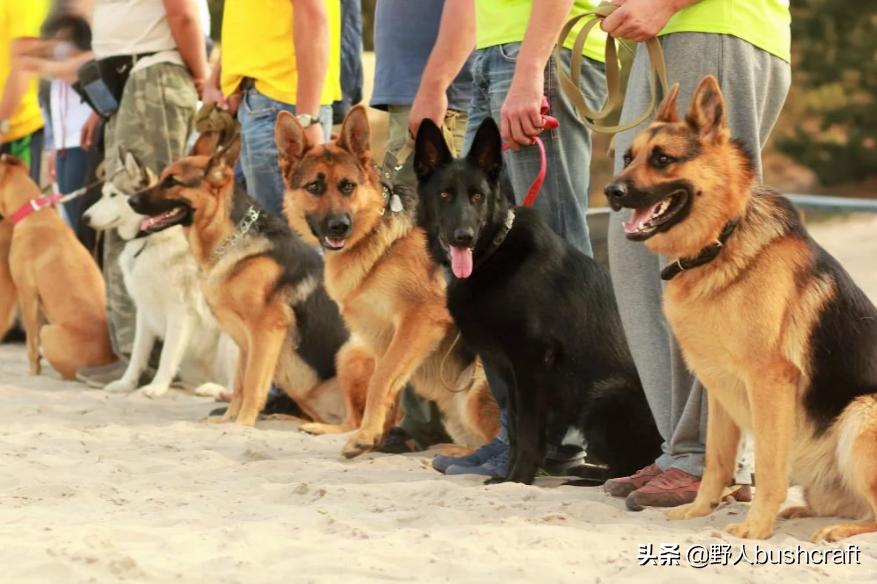 八种适合户外的伴侣狗狗,居然还有它