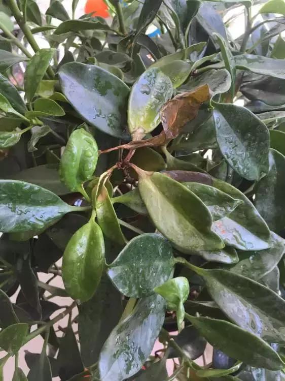 花儿叶子发黄是怎么回事,花儿叶子发黄枯萎萎蔫