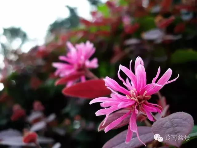 檵木小老桩盆景,檵木盆景图片大全