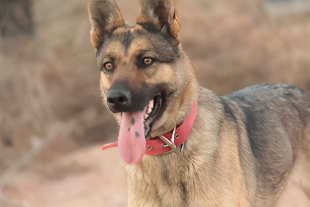 十大不建议穷人养的狗土狗,都有哪些特别好养的小土狗