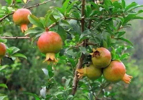 世界各国国花大开眼界美到爆,世界各国国花及国树