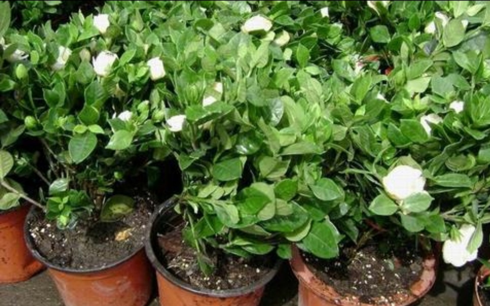 秋季怎样养栀子花结花苞,栀子花秋天为什么黄叶