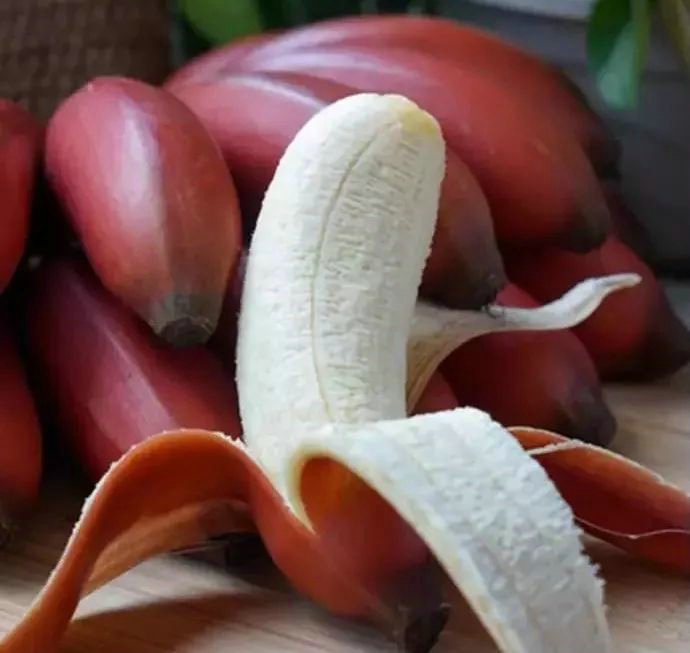 红香蕉苗广西新特色红美人香蕉苗红皮香蕉南洋红蕉长琦果苗