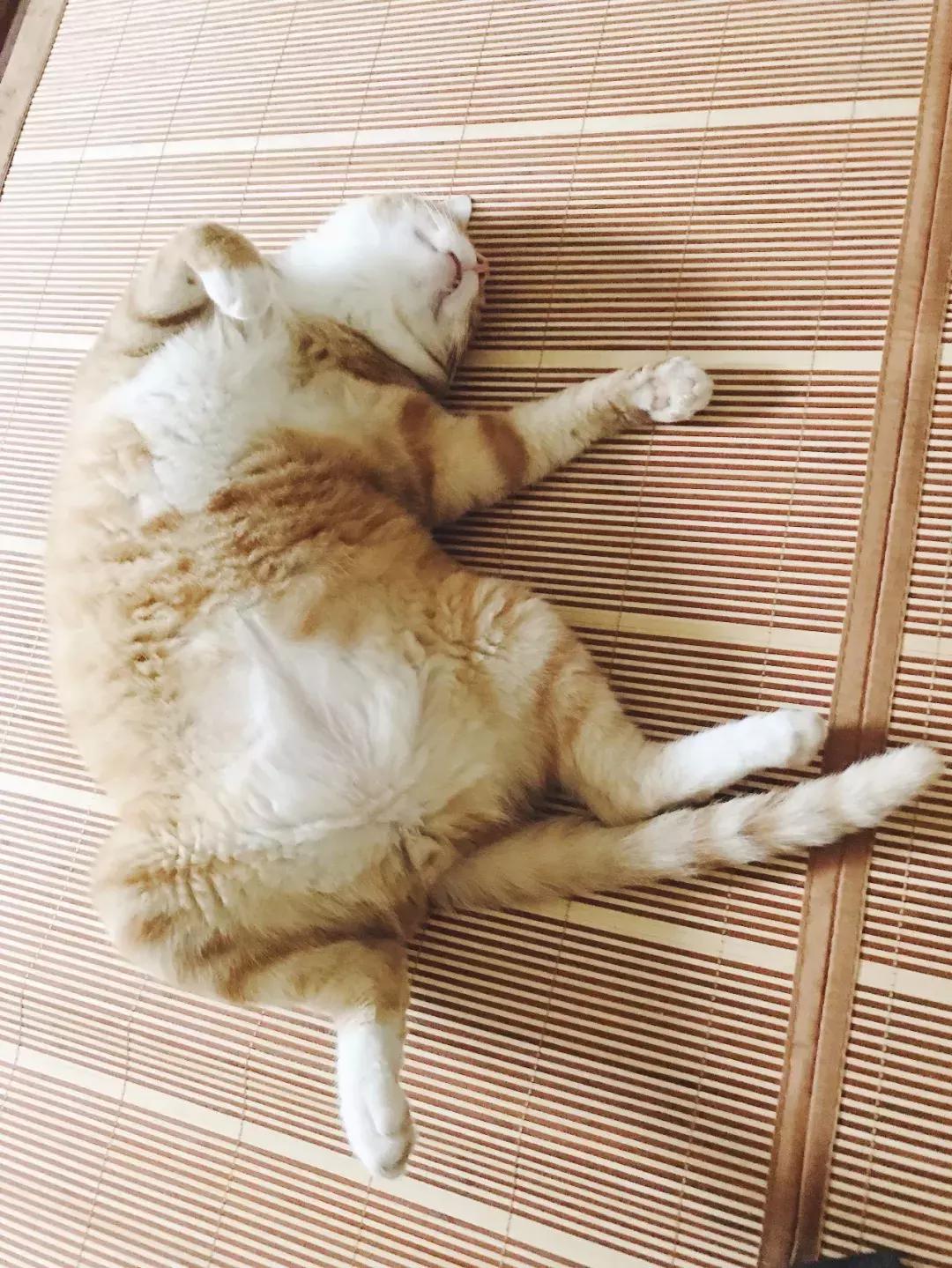 小佩猫窝布偶,小佩猫窝事件