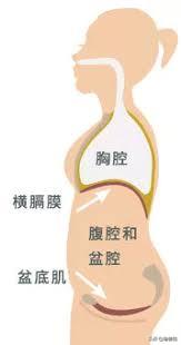 盆底肌的锻炼凯格尔运动,凯格尔运动盆底肌训练的基础动作