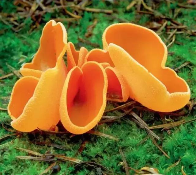 值得孩子看的4本经典绘本,3-6岁必看十本绘本清单