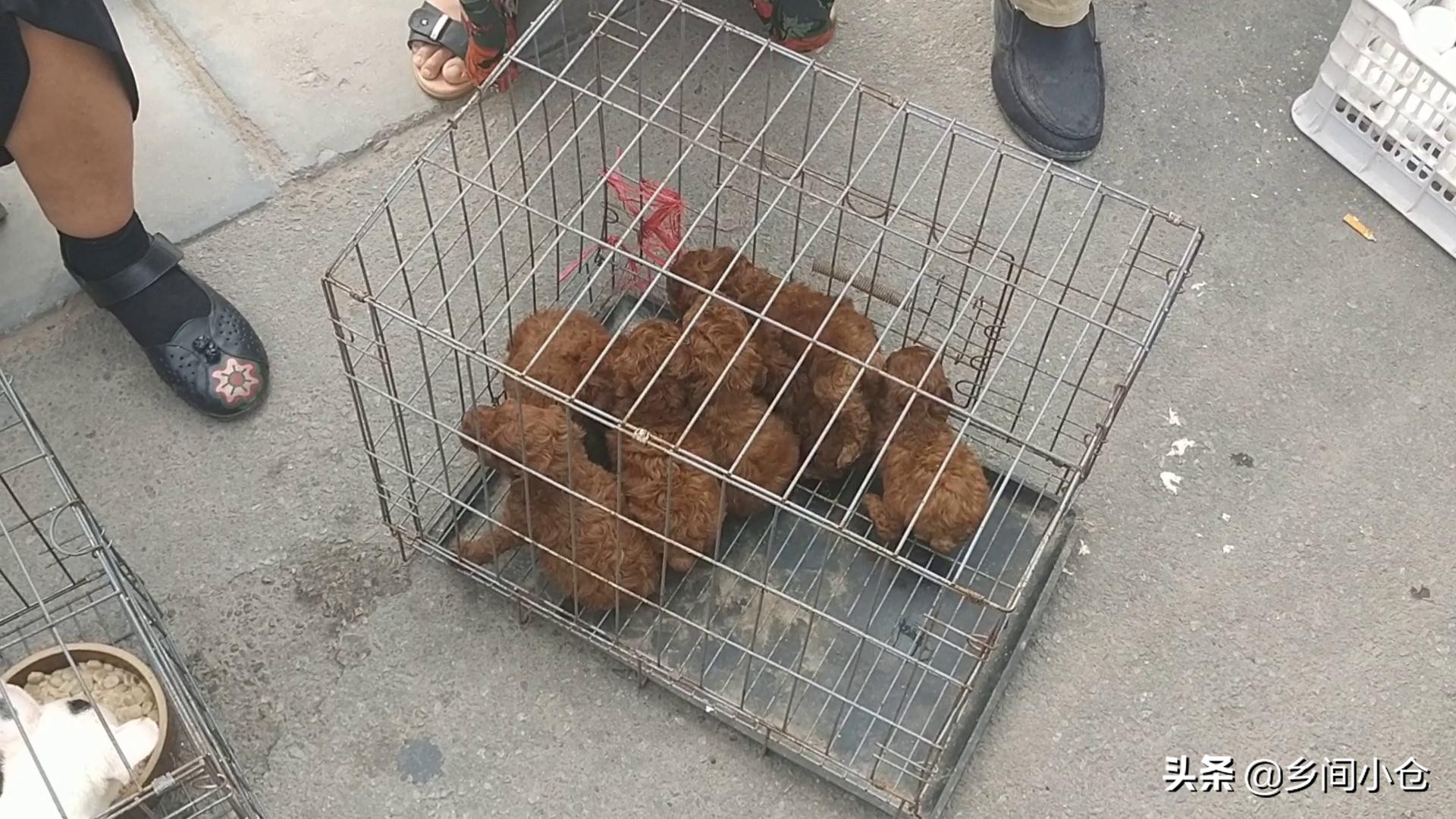 豫东最大狗市在哪里 (豫东南最大的狗市在哪里)