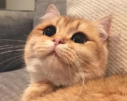 猫咪的眼睛好漂亮,猫咪的眼睛为什么又大又好看