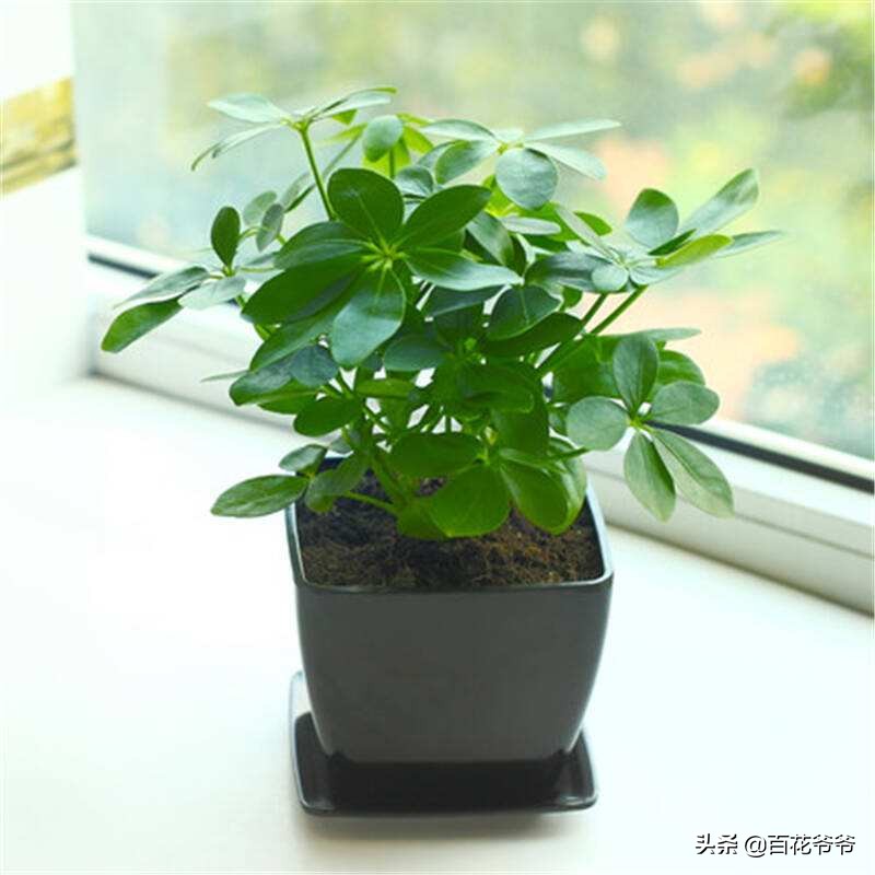 新家摆什么花或绿植好看吸甲醛,室内摆放什么花除甲醛最好