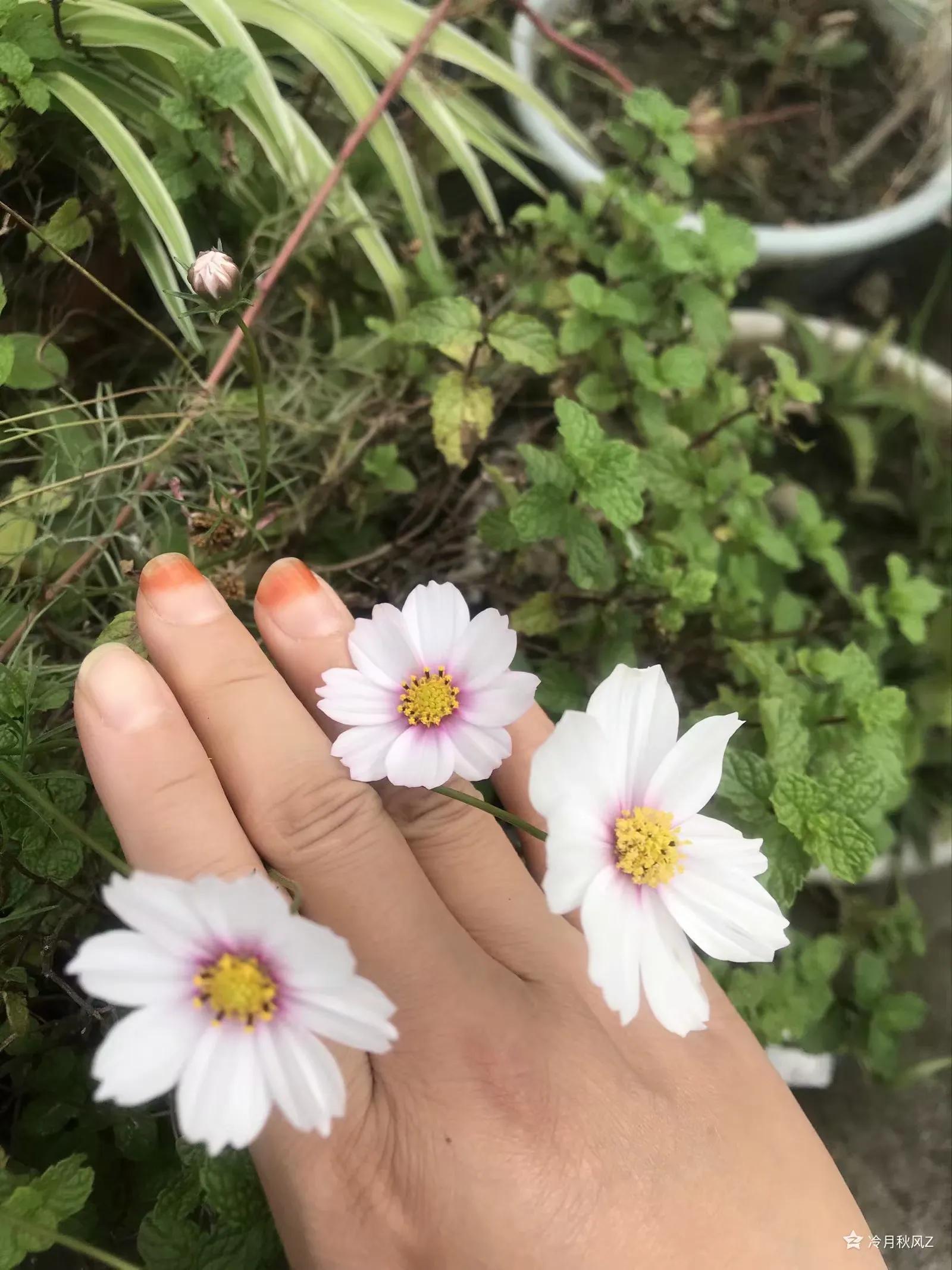 最美的戒指背景图,最美的戒指