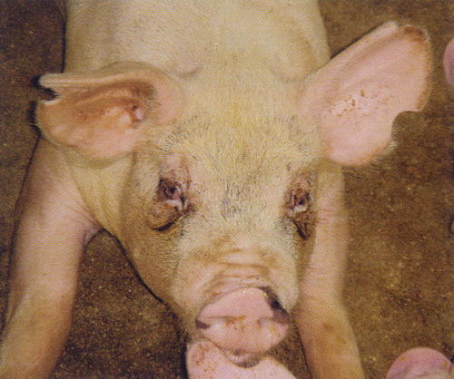 猪感冒打喷嚏的原因是什么,猪打喷嚏鼻塞用什么药治疗