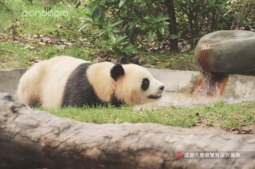 原来大熊猫也喜欢游泳,大熊猫们集体洗澡