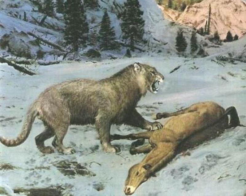 让人惊叹的动物有哪些,令人惊艳的17种动物绝对罕见