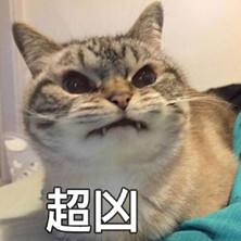 贪便宜买的猫,无良商家猫癣家里的猫全部中招