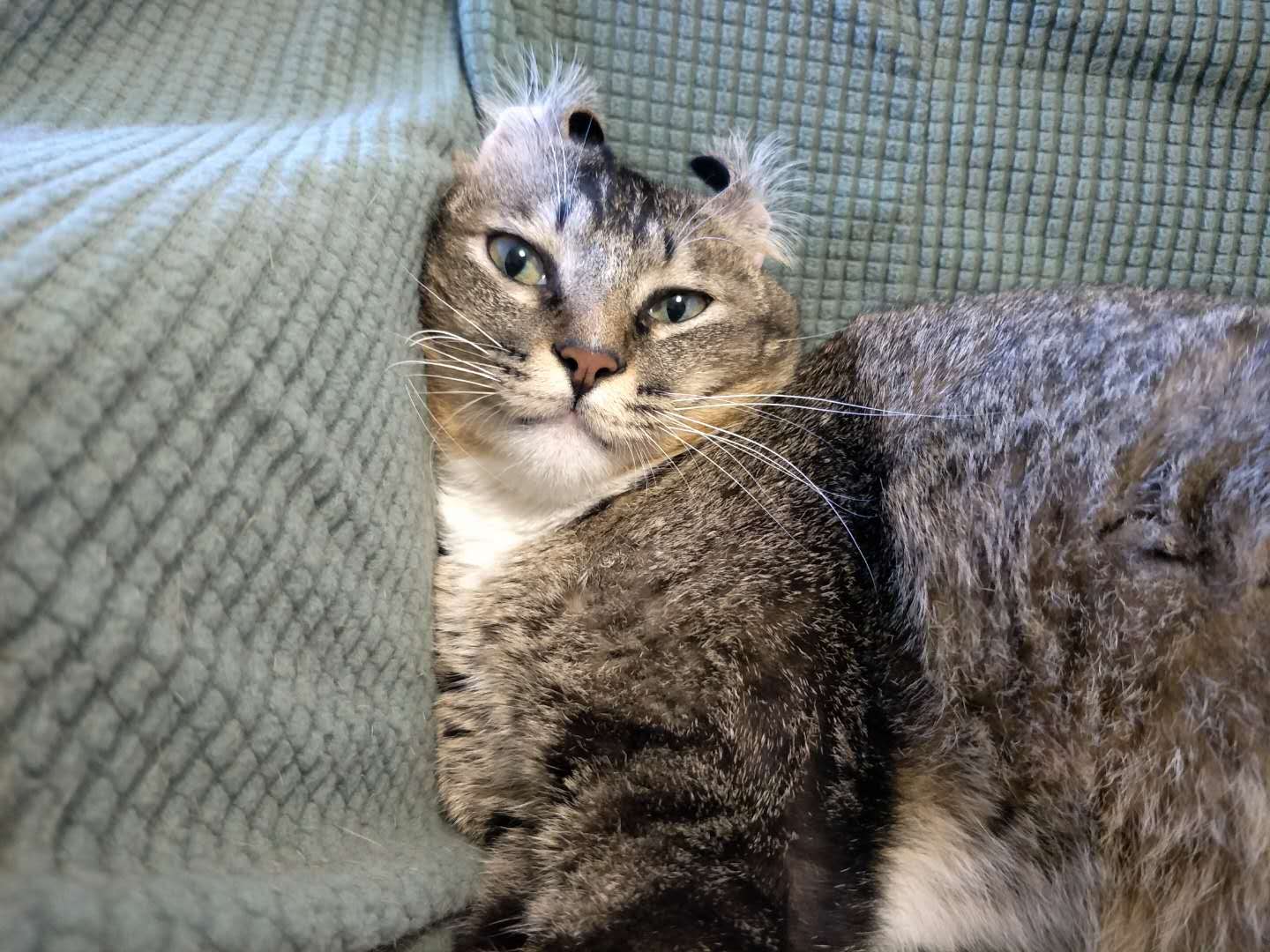 养猫的铲屎官都吃什么,养猫养狗的铲屎官