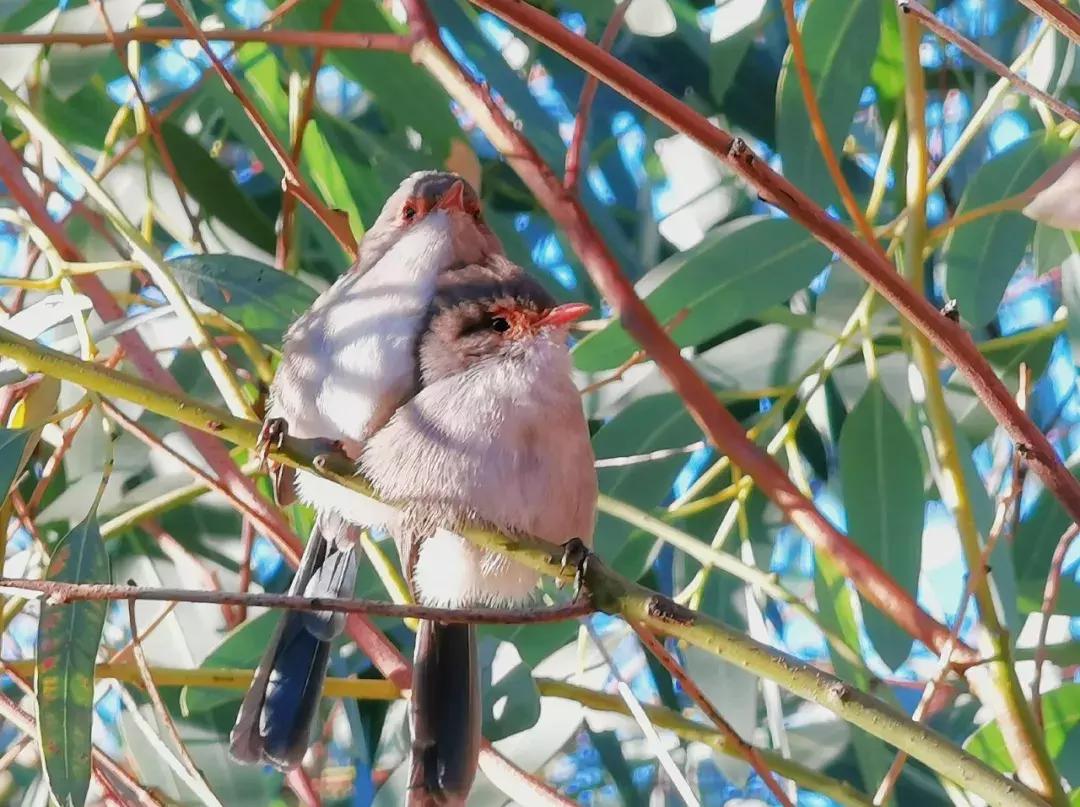 华为p30的镜头模组叫什么,华为p30镜头是蓝宝石的吗