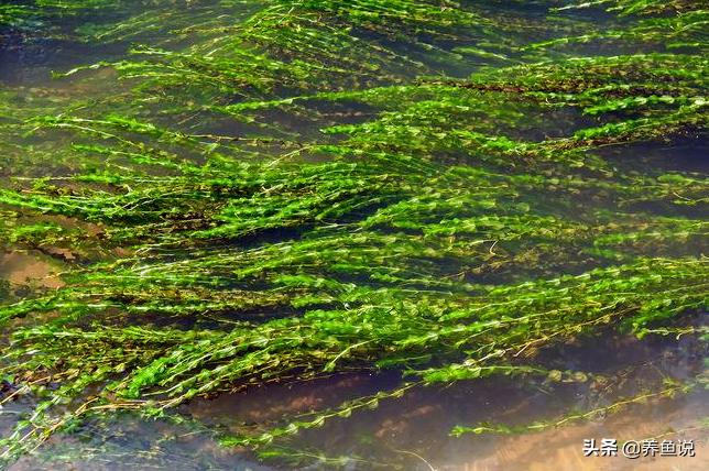 鱼缸水草怎么养好,鱼缸水草怎么养才能养得好