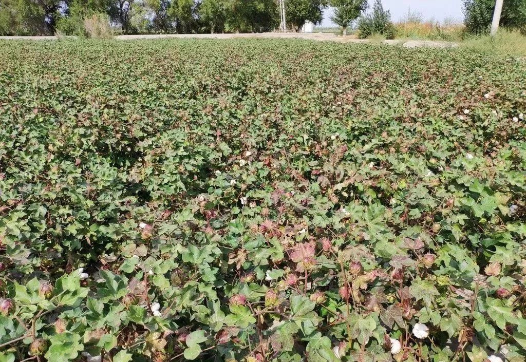 硫酸钾和氯化钾的区别,硫酸钾与氯化钾与硝酸钾的区别