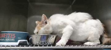 阿派志愿者救助一只流浪猫,阿派救助流浪猫