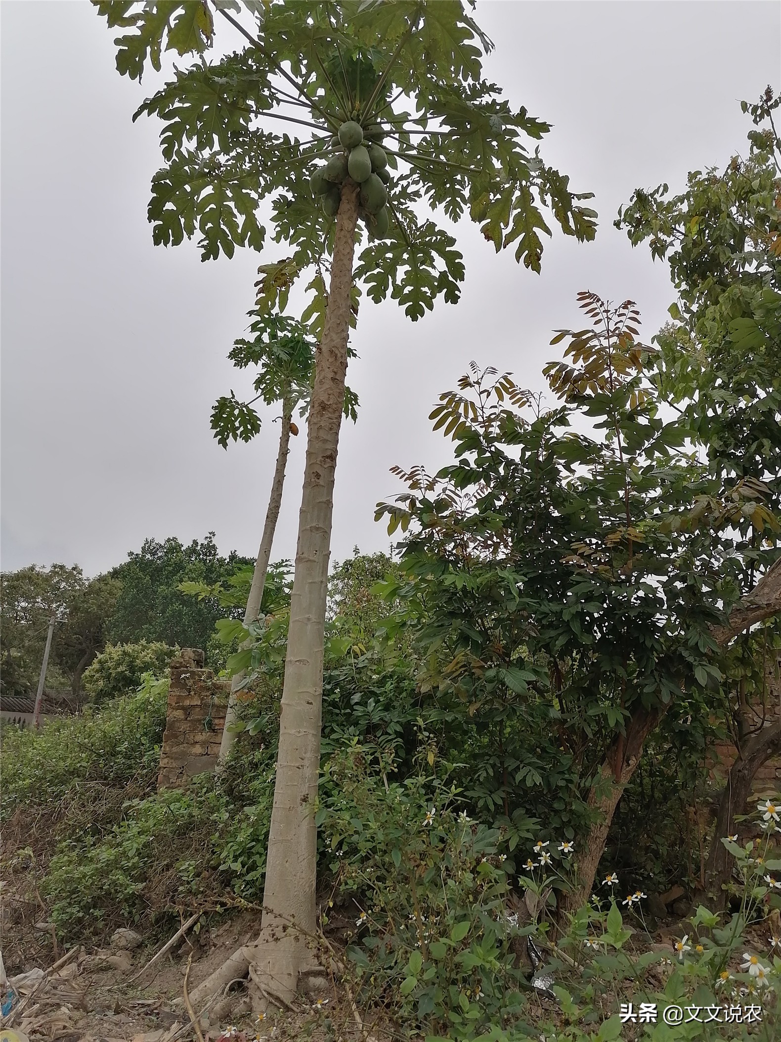 如何培育番木瓜的两性株和雌株,北方能种的番木瓜新品种