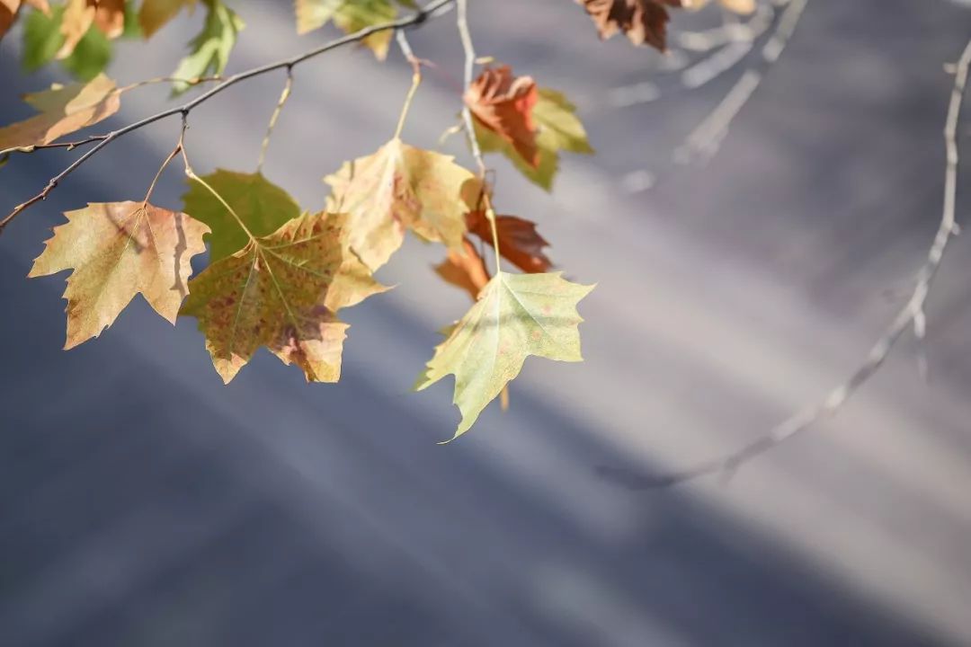 莫干山裸心谷门票,莫干山裸心谷团购
