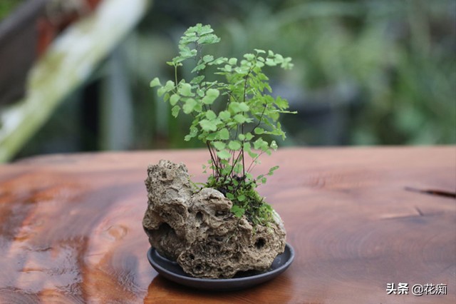 适合种在上水石上的绿植,上水石适合栽种什么绿植啊