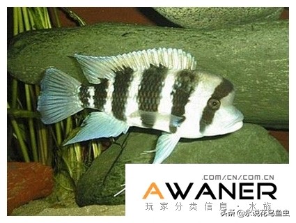 慈鲷鱼分类,慈鲷科鱼都是包括哪几种