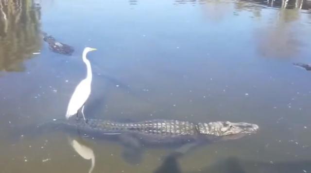 我，我让你买一斤你敢答应吗？