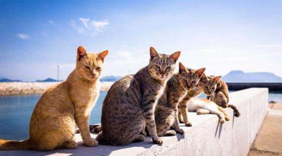 猫咪清凉一夏剃毛视频,夏季猫咪养护方法有哪些