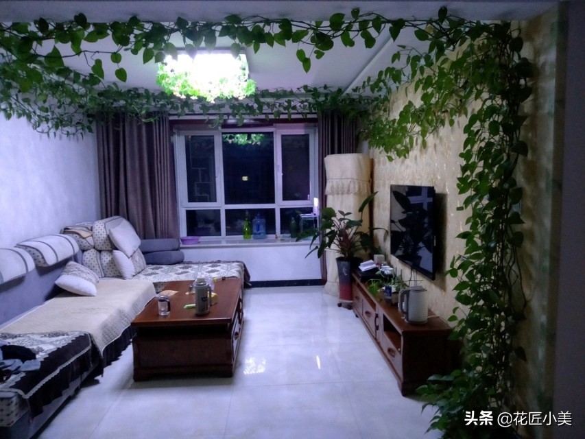 绿萝叶子上有铁锈点,绿萝上面有灰怎么办