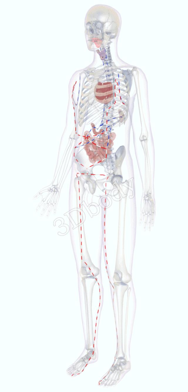 3d十四经络动态循行图,经络图3d动态图三焦经