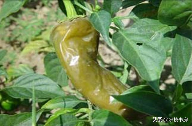 辣椒病害图片与防治辣椒黄叶,大棚辣椒病虫害防治