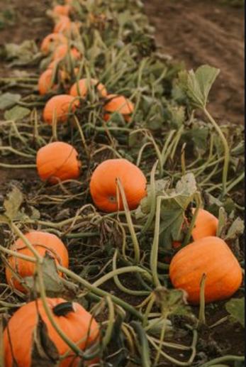 什么南瓜好吃又好种植,南瓜非常好吃的技巧