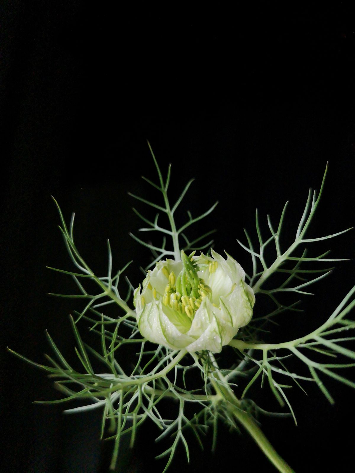 不争不抢却越过越好的星座,不争不抢心寡欲的星座