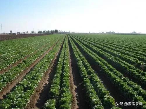 东北农民为什么种地不赚钱,农村种植业的现状及存在的问题