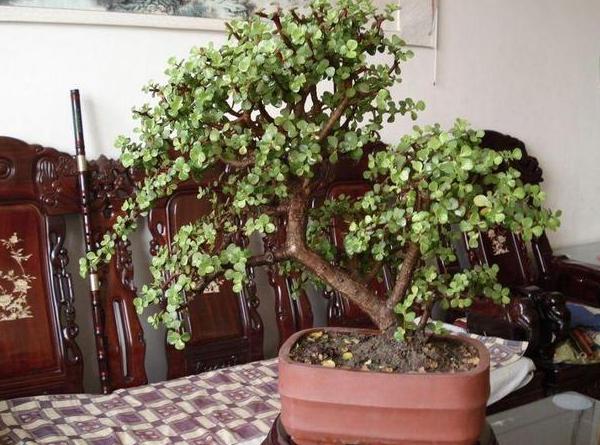 小盆栽金枝玉叶怎么养成老桩,金枝玉叶盆栽怕晒吗