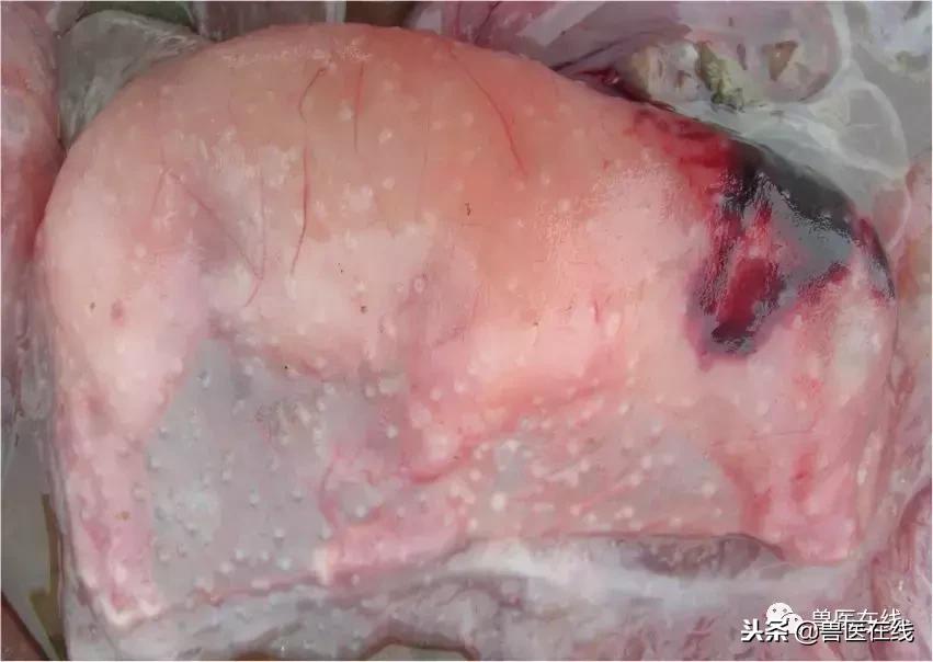 母猪胎衣怎么看病情,如何通过猪胎衣判断疾病