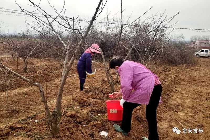 防疫春耕两不误，金安处处有期寄！