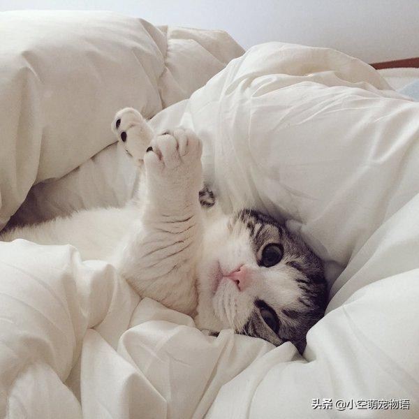 猫咪冬天喜欢钻被窝,为什么猫咪喜欢钻被窝