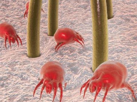 清洗头皮毛囊会长头发么,头皮毛囊清理洗头方法