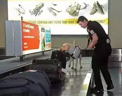 赴美生娃再回国,赴美生子美国哪里入境