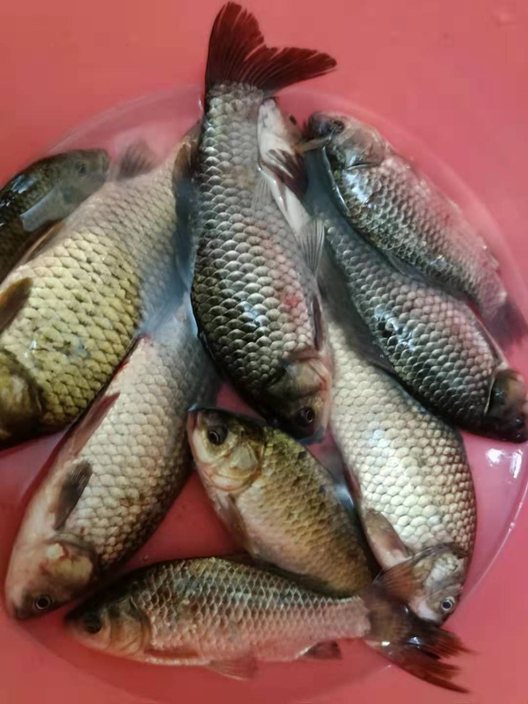 鱼口特别轻应该怎么调整,中鱼总是下口怎么调