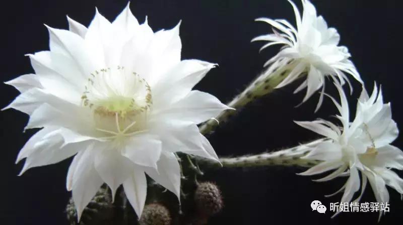 涂磊经典语录句句入心婚姻,涂磊经典语录大全完整版