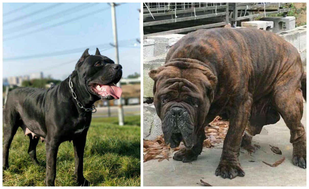 盘点狗界中的山寨货,狗界中的假货