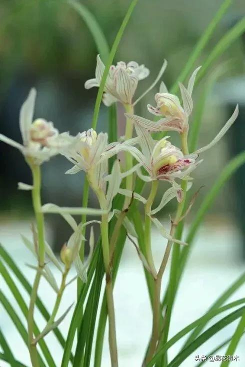 兰花春兰四大名品,兰花十大名品是哪些