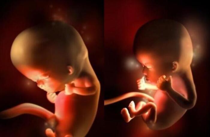 1到40周的胎儿的样子,胎儿1-40周发育过程标本