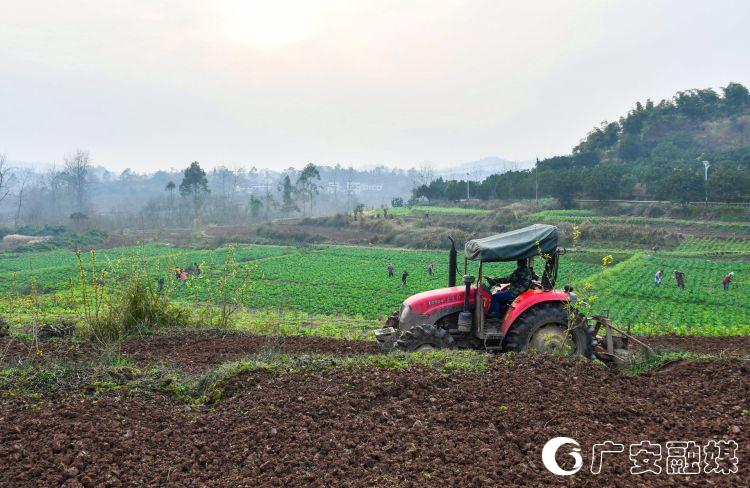 人勤春来早全力备春耕,人勤春来早农事忙春耕备耕