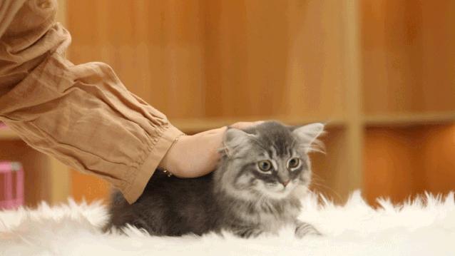 仙女猫专卖店介绍,仙女猫专卖店一览表