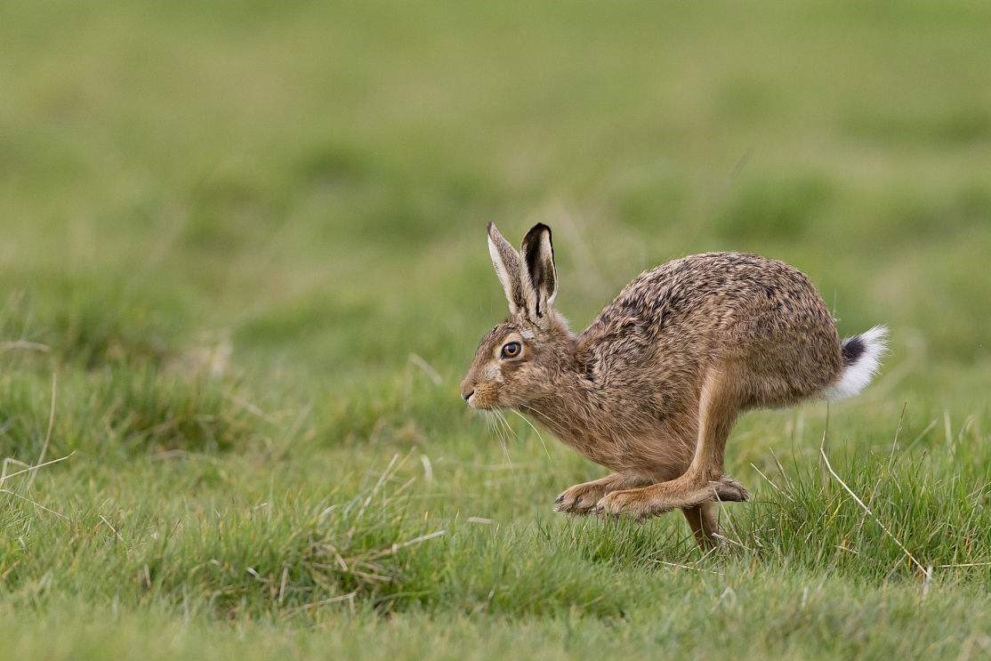 澳洲野兔泛滥成灾上演人兔大战,野兔在澳洲泛滥成灾多久了